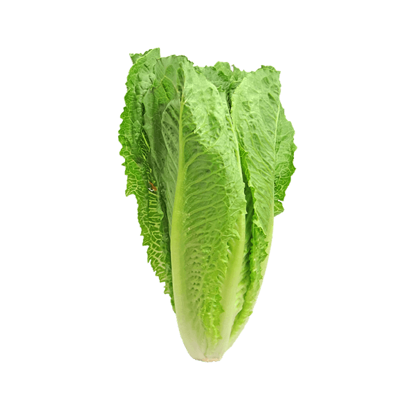 Organic lettuce